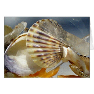 Seashells und Kristall