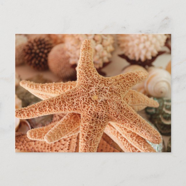 Seashells zum verkauf Zihuatanejo, Mexiko Postkarte (Vorderseite)