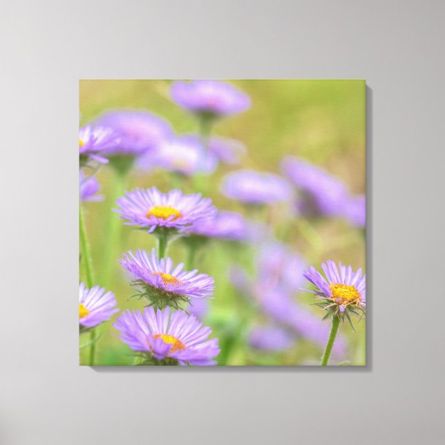 Seaside Daisies Leinwanddruck (Vorderseite)