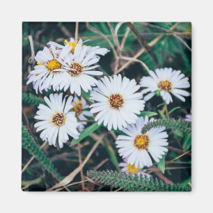 Seaside Daisies   Magnet