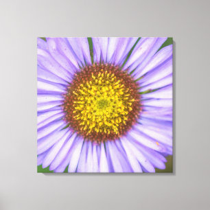 Seaside Daisy Leinwanddruck