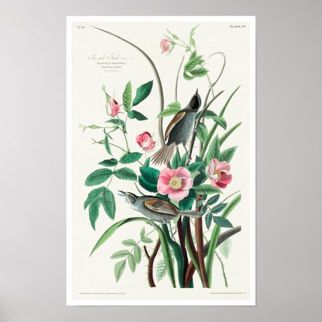 Seaside Finish by Audubon Poster (Vorne)