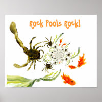 Seaside Rock Pool Funny Crabs Fisch