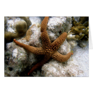 Seastar