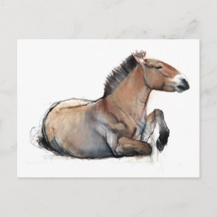 Seated Przewalski 2011 Postkarte