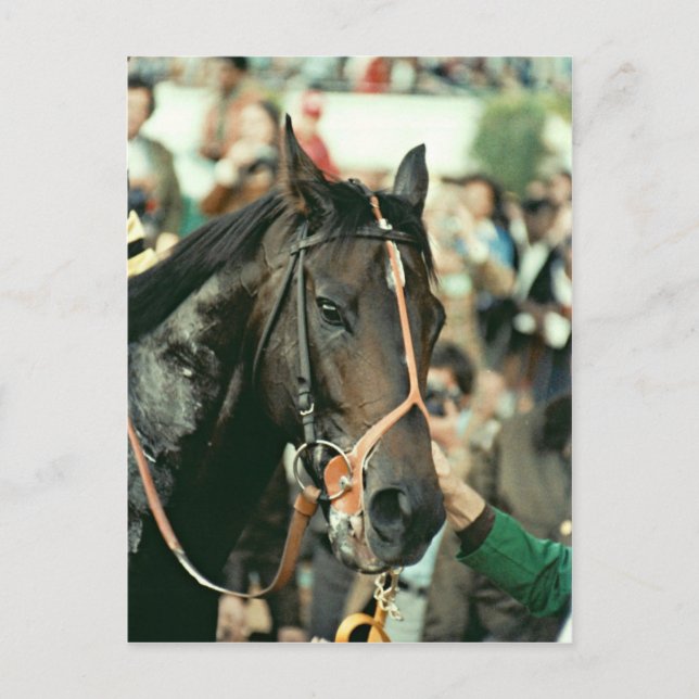 Seattle Slew Thoroughbred 1978 Postkarte (Vorderseite)