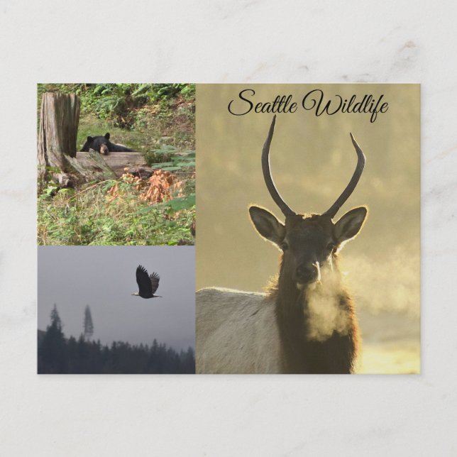 Seattle Wildlife Postkarte (Vorderseite)