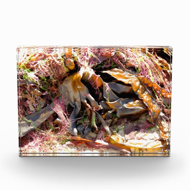 SEAWEED FOTOBLOCK (Vorderseite)