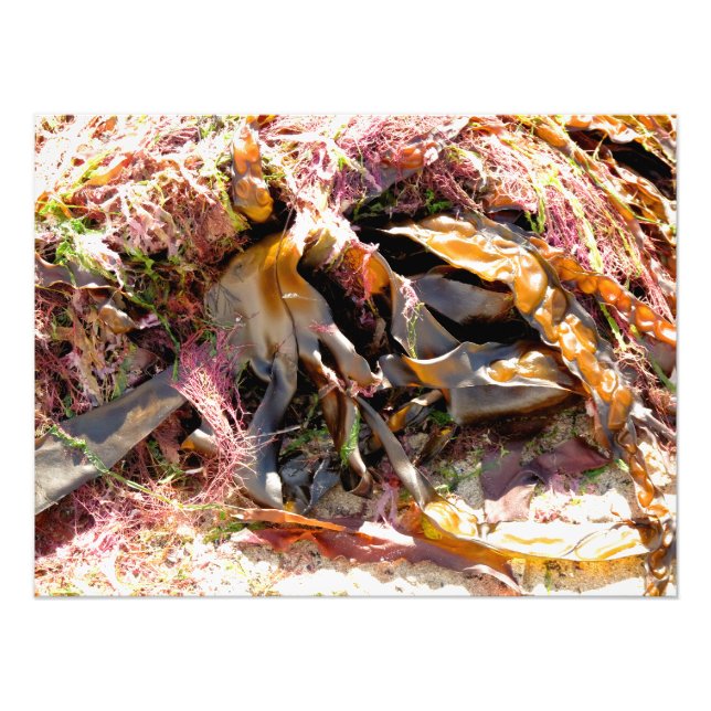 SEAWEED FOTODRUCK (Vorne)