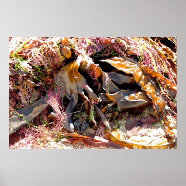 SEAWEED POSTER (Vorne)