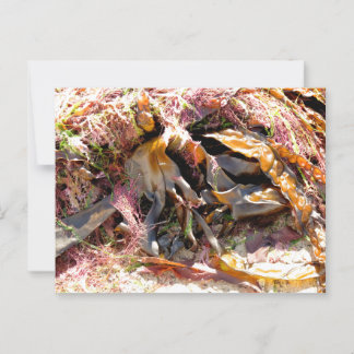 SEAWEED POSTKARTE