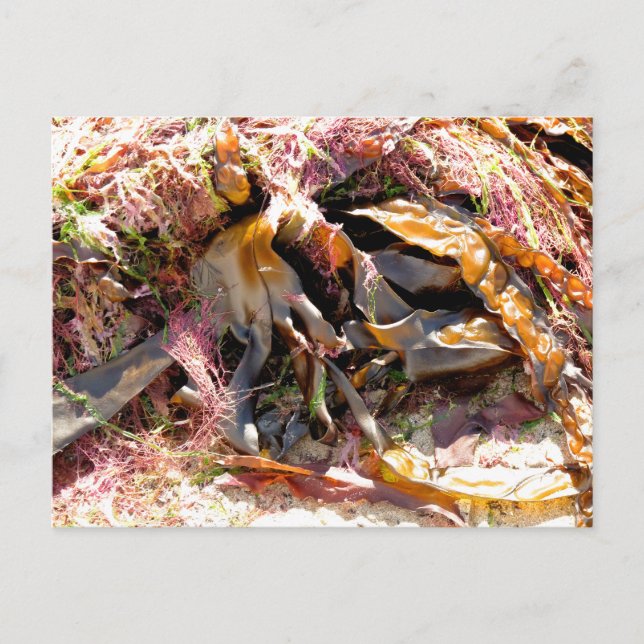 SEAWEED POSTKARTE (Vorderseite)