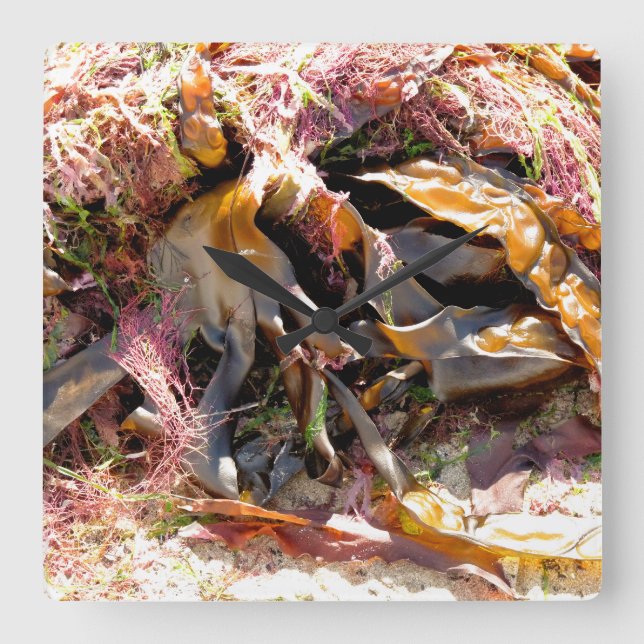 SEAWEED QUADRATISCHE WANDUHR (Vorderseite)