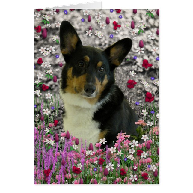 Sebastian, das walisische Corgi in Blume (Vorne)
