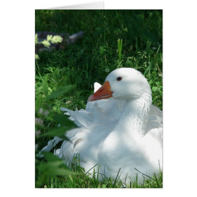 Sebastopol Goose (Vorne)