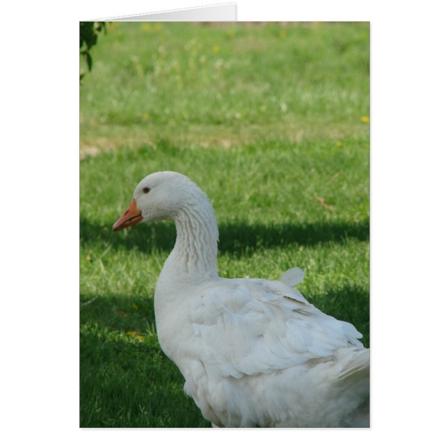 Sebastopol Goose (Vorne)