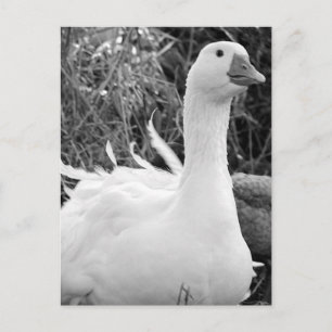 Sebastopol Goose Postkarte
