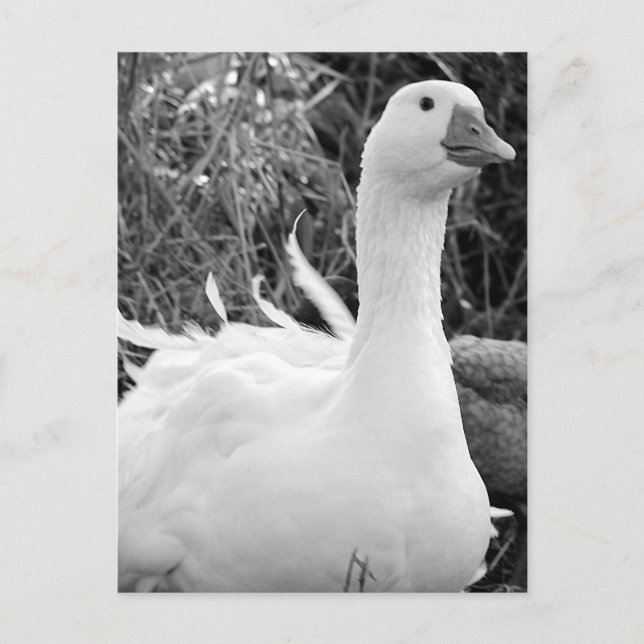Sebastopol Goose Postkarte (Vorderseite)