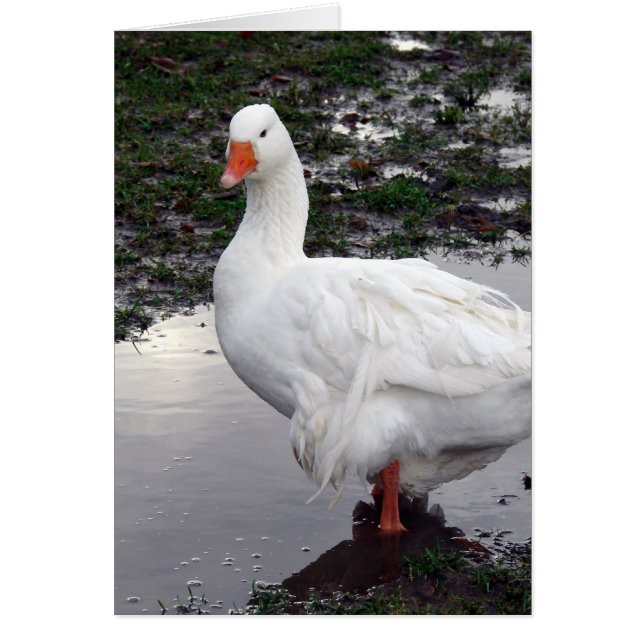 Sebbie in einer Pfütze (Vorne)