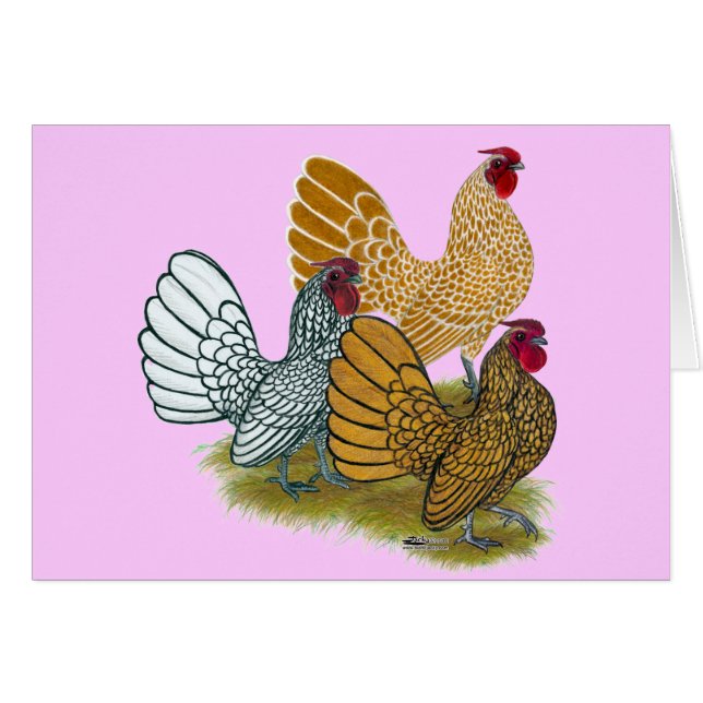 Sebright Rooster-Sortiment (Vorderseite (Horizontal))