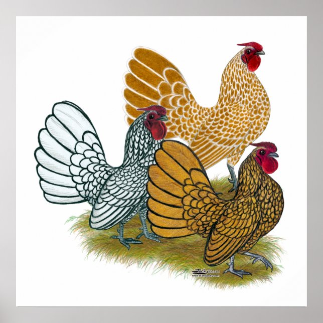 Sebright Rooster-Sortiment Poster (Vorne)