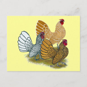 Sebright Rooster-Sortiment Postkarte