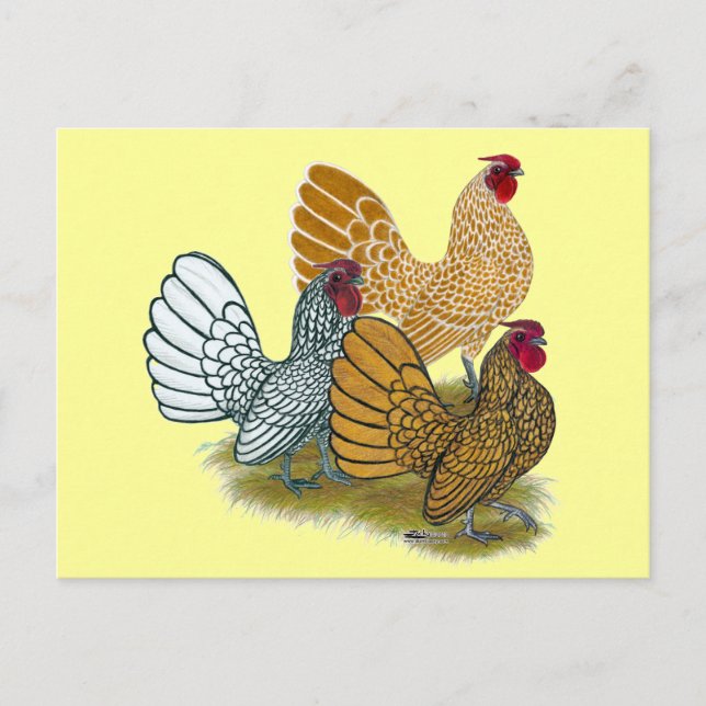Sebright Rooster-Sortiment Postkarte (Vorderseite)