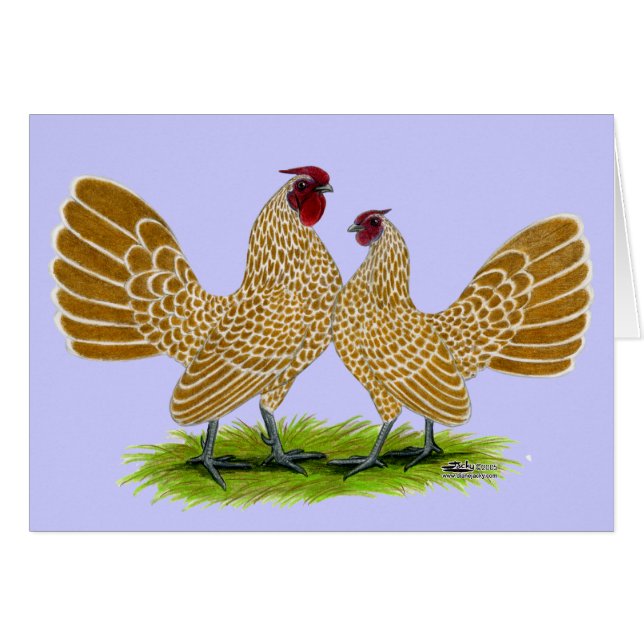 Sebrights Buff Laced (Vorderseite (Horizontal))