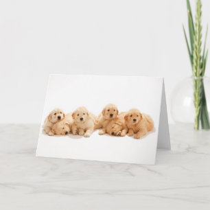 Sechs Golden Retriever Welpen Karte