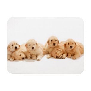 Sechs Golden Retriever Welpen Magnet