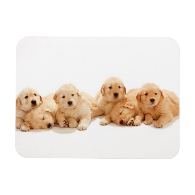 Sechs Golden Retriever Welpen Magnet (Horizontal)