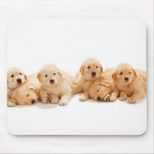 Sechs Golden Retriever Welpen Mousepad