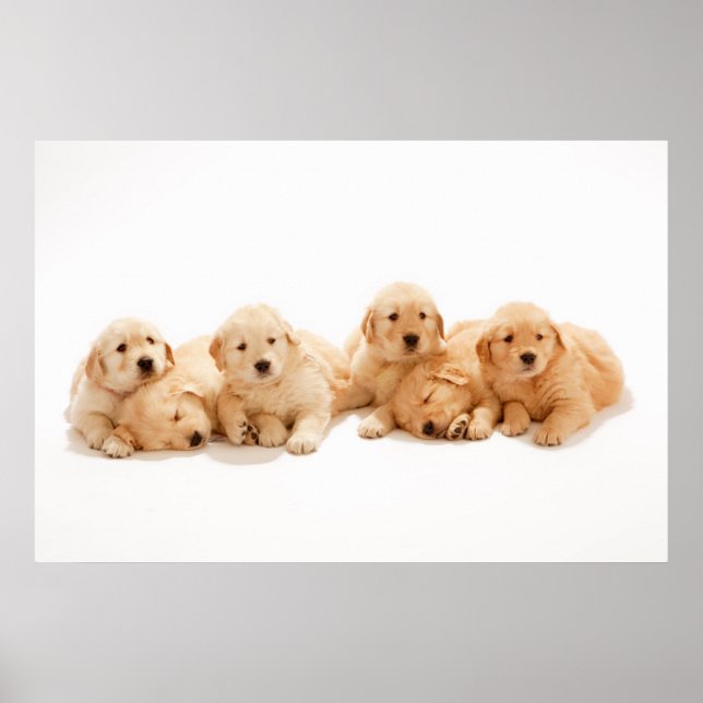 Sechs Golden Retriever Welpen Poster (Vorne)