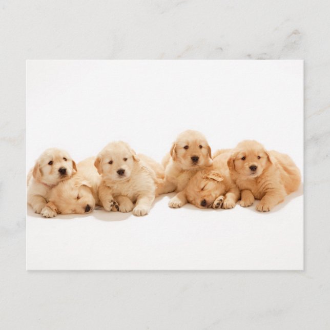Sechs Golden Retriever Welpen Postkarte (Vorderseite)