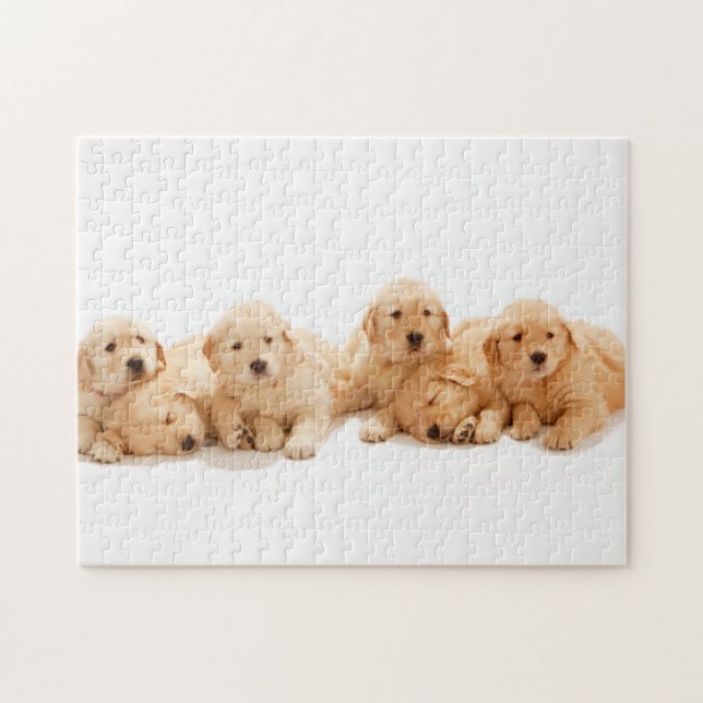 Sechs Golden Retriever Welpen Puzzle (Horizontal)