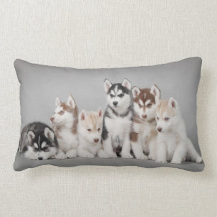 Sechs Huskies Lendenkissen