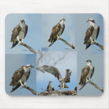 Sechs Ospreyvogel Fotos Mousepad