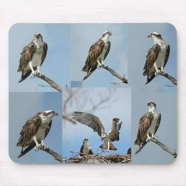 Sechs Ospreyvogel Fotos Mousepad (Vorne)