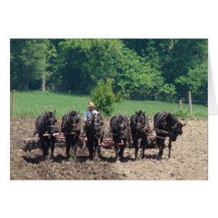 Sechs Pferde am Arbeitsplatz