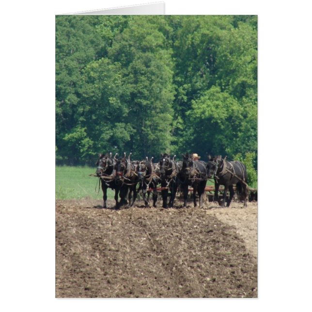 Sechspferd-Team (Vorne)