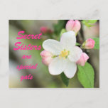 Secret Sister Apple Blossom Postcard - anpassen Postkarte<br><div class="desc">ändern Sie die Wörter vorne und hinten,  wie Sie möchten. Rufen Sie meinen ABSCHNITT "ASSORTED BLUME" auf oder geben Sie in meinem Suchfeld in der Nähe meiner rechten Seitenleiste Apple Blossoms ein,  um eine Auswahl an passenden Karten,  Briefmarke und anderen passenden Gegenständen zu sehen</div>