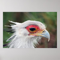Secretary Bird of South Africa Foto
