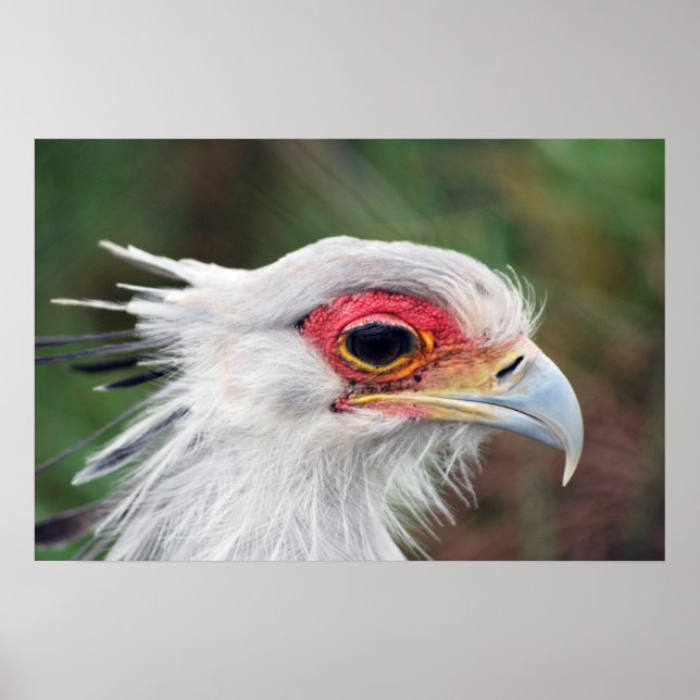 Secretary Bird of South Africa Foto Poster (Vorne)