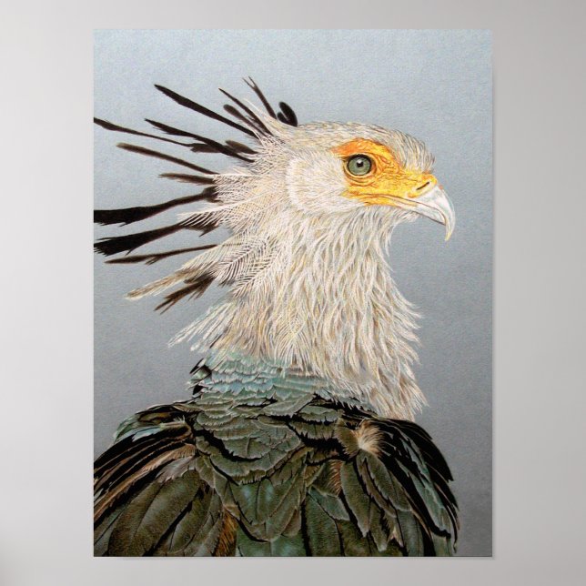 Secretary Bird Poster (Vorne)
