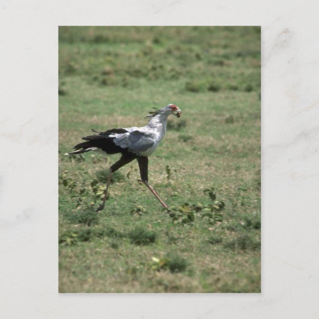 Secretary Bird, Tragestein Postkarte (Vorderseite)