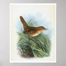 Sedge Wren Vintag Bird Illustration