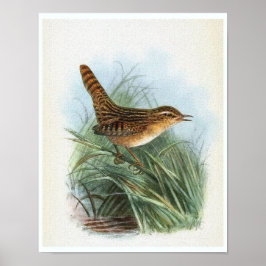 Sedge Wren Vintag Bird Illustration Poster