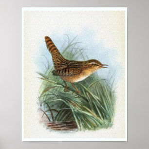 Sedge Wren Vintage Vogelillustration Poster
