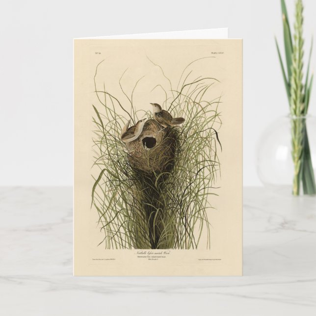 Sedge Wren von Audubons Vögeln Amerikas Karte (Vorderseite)