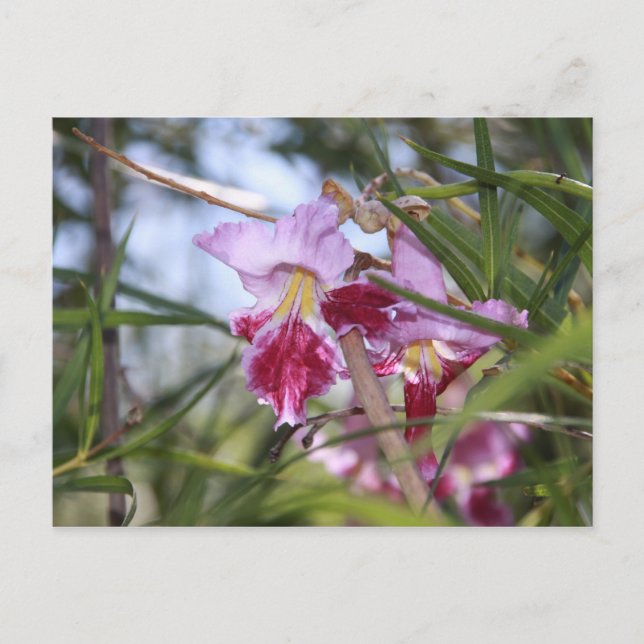 Sedona-Blume Postkarte (Vorderseite)